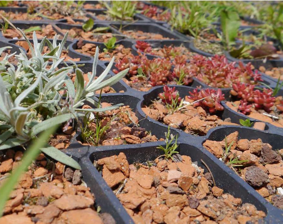csm_ecoraster_befuellung_Microgreen_3557c0b80f